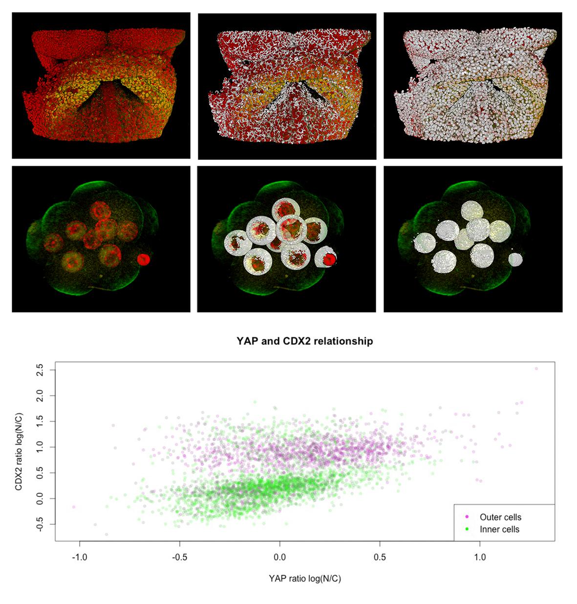 High throughput image analysis platform for 3D cellular tissues ...