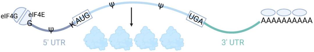 A scalable mRNA synthesis platform for manufacturing mRNAs with batch ...