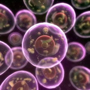 Image from Licence Details: Stem cell immunotherapy