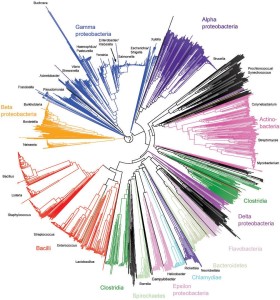 Image from Licence Details: Bacterial identification