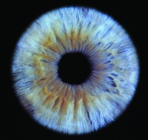 Iris of eye