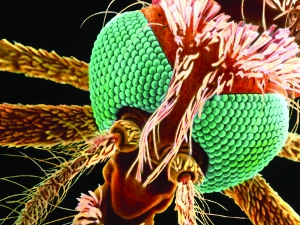 malaria-infected mosquito head