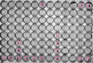 Image from Licence Details: Automated detection of bacterial growth from a photograph of a 96 well plate