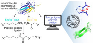 Image from Licence Details: SnoopLigase for catalysis of ligation between two peptide tags