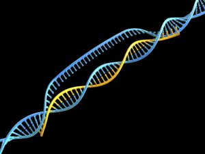 Image from Licence Details: The therapeutic potential of chemically synthesised oligonucleotides