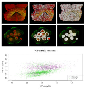 Image from Licence Details: High throughput image analysis platform for 3D cellular tissues