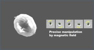 Image from Licence Details: Multipurpose magnetic microparticles