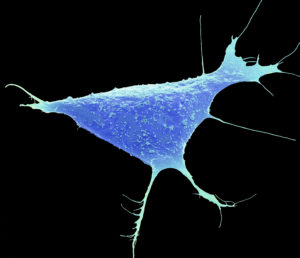 Image from Licence Details: Novel process for producing cardiomyocytes