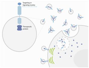 Image from Licence Details: Optimising exosome loading and targeting ability using transmembrane protein