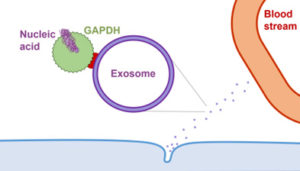 Image from Licence Details: Engineering the exosomal surface with modified GAPDH protein for targeted nucleic acid delivery