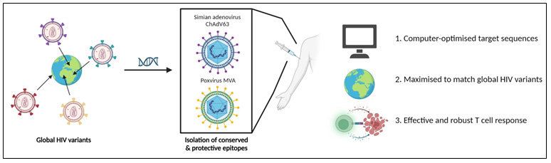 Cross-strain HIV therapeutic vaccine for all geographical regions ...