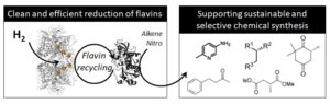 Image from Licence Details: Hydrogen driven enzymatic recycling of flavin cofactors