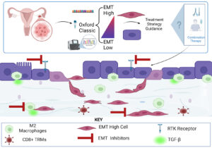 Image from Licence Details: Oxford Classic – a novel prognostic signature to predict outcome in ovarian cancer patients