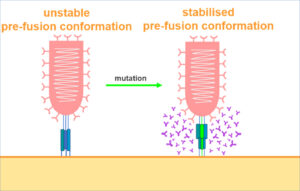 Image from Licence Details: Stabilised class III viral fusion proteins for more effective immunisation of rabies disease